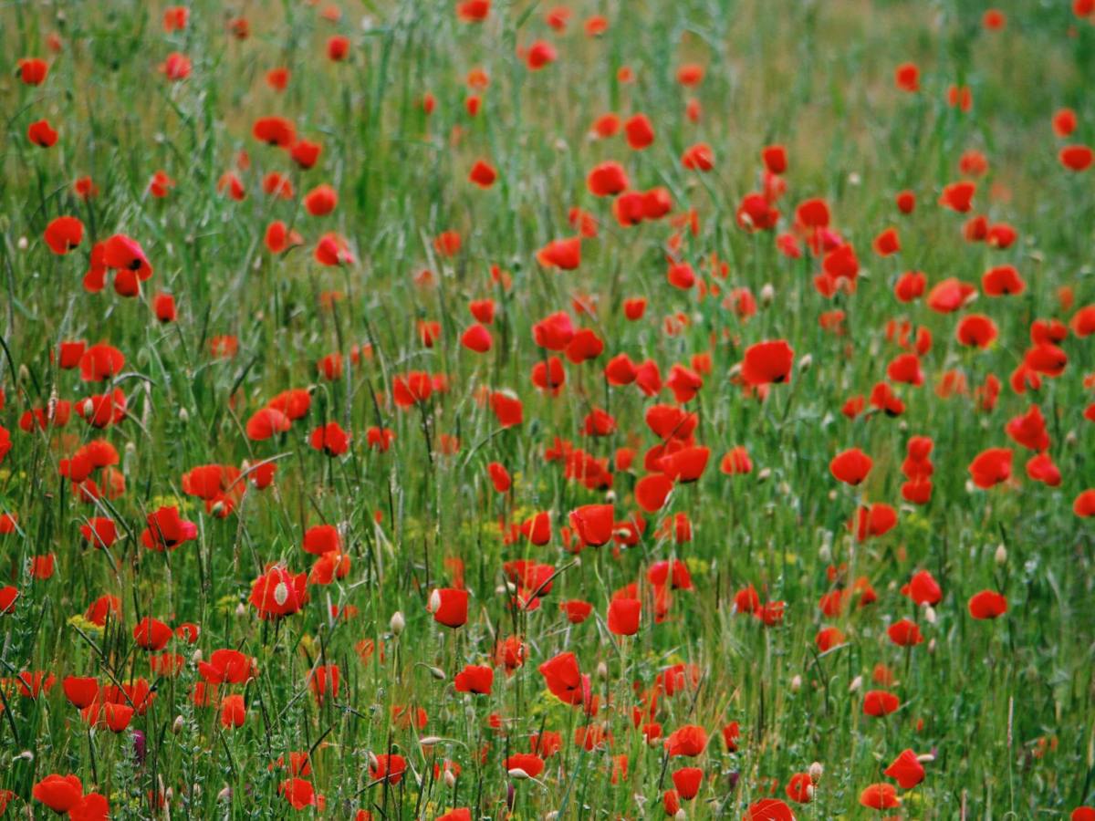 Årets skånska sommarstipendier har utlysts